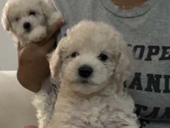 Maltipoo – Maltipoo puppies – Rockledge