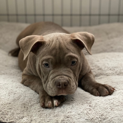 American Bulldog – american bully