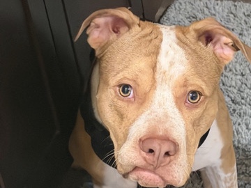 American Bulldog – Bowser – Camdenton