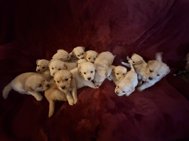Golden Retriever Puppy’s 