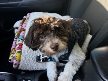 Mixed Breed – Loving Dog Needs a New Home – Santa Ana