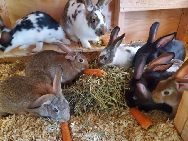 New Zealand – New Zealand/ Californian Bunnies for Sale
