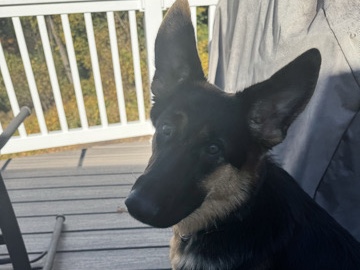 German Shepherd – GSD German Shepherd Dog – Philadelphia