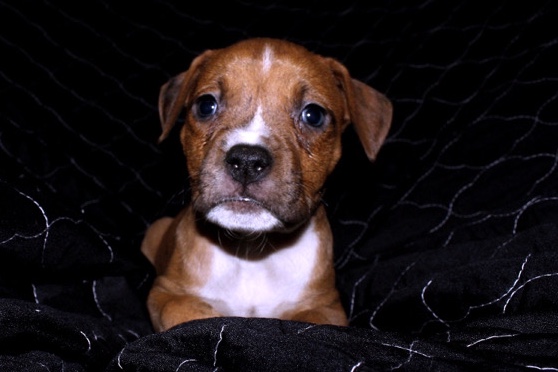 American Pit Bull Terrier – Grumpy “Male”