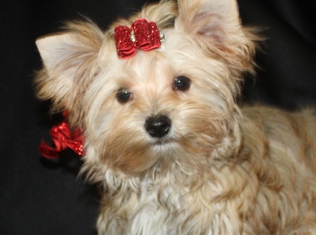 Yorkshire Terrier – Very Loving Yorkie!