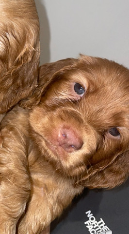 English Cocker Spaniel – cocker spaniel babies