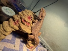 Bearded Dragon – Bearded dragon (Meeko) – Broken Arrow
