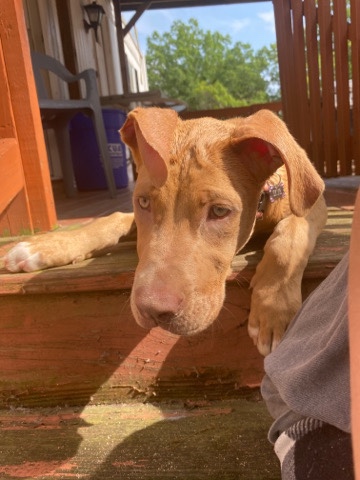 Cane Corso – new forever home