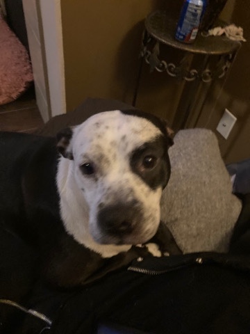 American Bulldog – American Bully mixed