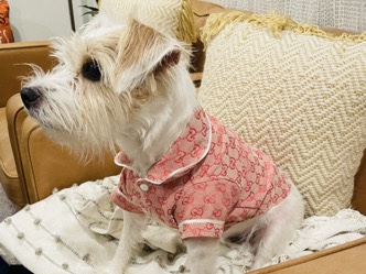 Jack Russell Terrier – Jack Russell - looking for a new home – Spring Valley