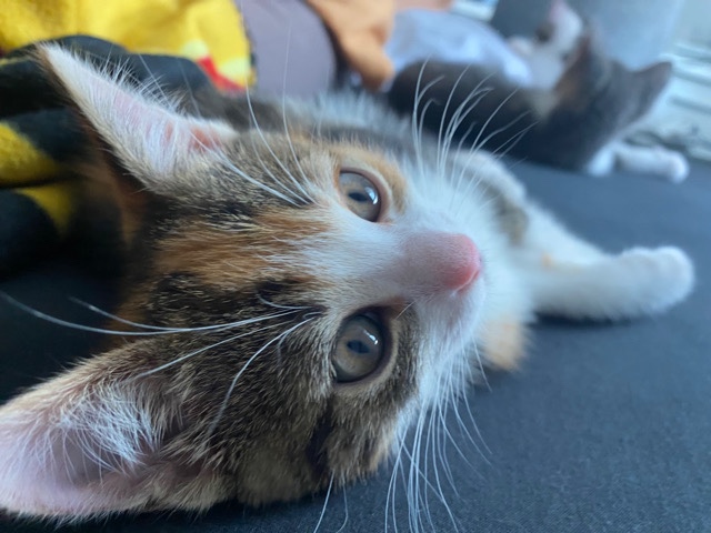 European Shorthair – EKH Kitten suchen Zuhause