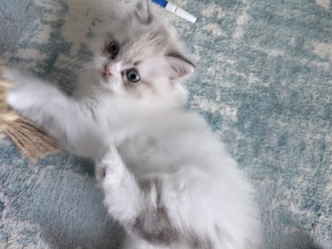 Ragdoll – Ragdoll kitten – Dubai