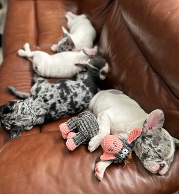 French Bulldog – French Bulldog