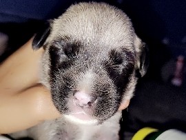 Jack Russell mixed with lab and Pitbull puppies – Maryville