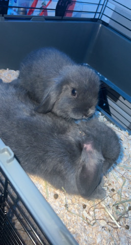 2 grey male mini lop rabbits 
