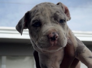 American Pit Bull Terrier – Tri Merle Puppies – West Palm Beach