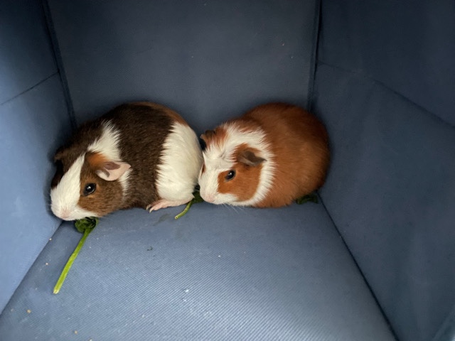guinea pigs