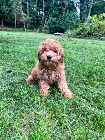 mini golden doodles puppies