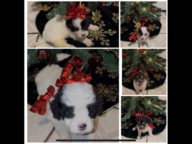 All - puppies  available for adoption in Hawaiian Gardens