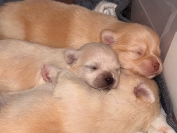 Mixed Breed – Sweet Pomapoo Puppies Looking for Loving Homes – Sacramento