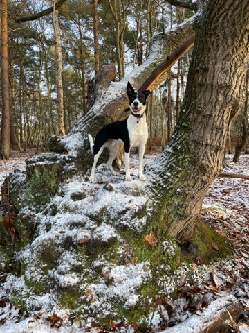 Border Collie – Max - Lurcher (Border Collie x Greyhound)