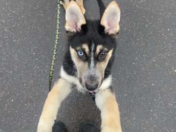 Siberian Husky – siberian husky mixed with German shepherd – Belews Creek