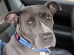 American Pit Bull Terrier – Finding Sky a Home – Norfolk