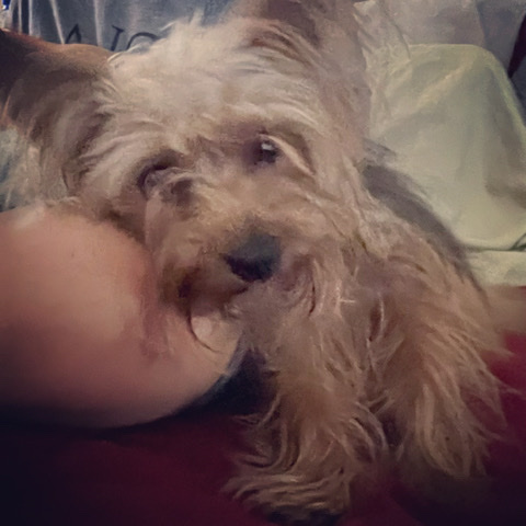 Yorkshire Terrier – 10 month old male yorkie needs rehoming