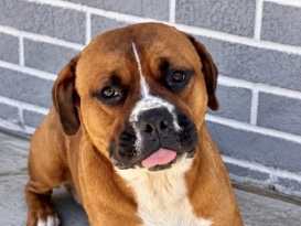 Mixed Breed – Rehome tobby – Miami