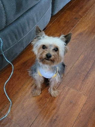 Yorkshire Terrier – 19 month Yorkie