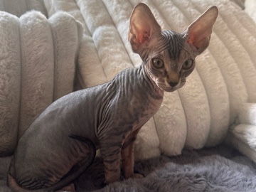 Sphynx – Sphynx Kittens for sale – Garden Grove