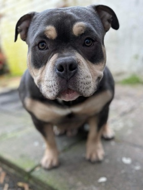 American Bulldog – American pocket bulldog