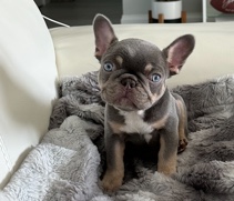French Bulldog – Puppy