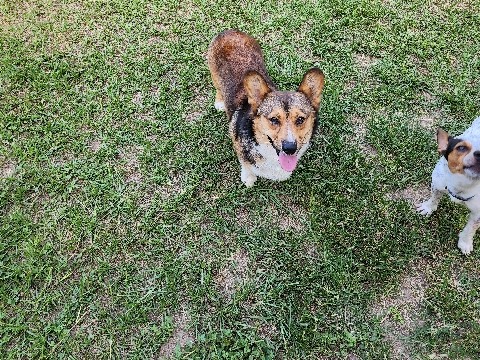 Pembroke Welsh Corgi 