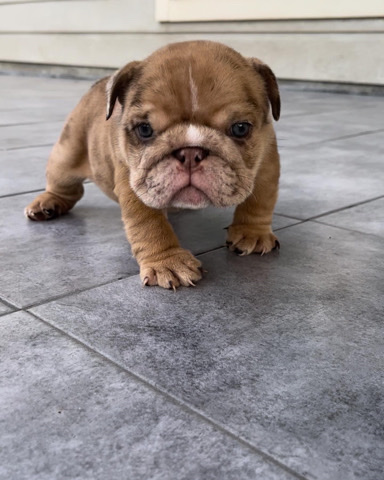 Olde English Bulldogge – Micro English Bulldog