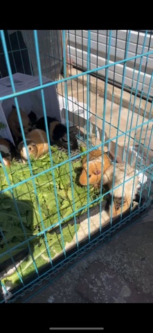 Any – Guinea pig