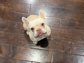 French Bulldog – Female Frenchie/ French bulldog – Waxahachie