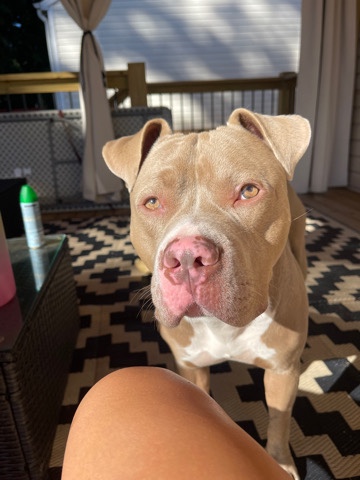 American Pit Bull Terrier – looking for a good home for my pitbull