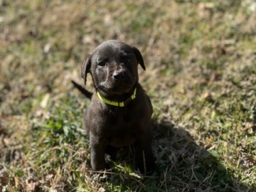 Labrador Retriever – Black Lab Puppy! – Atlanta