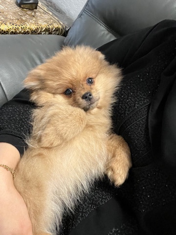 Pomeranian – Cute cuddly Pomeranian looking for new home