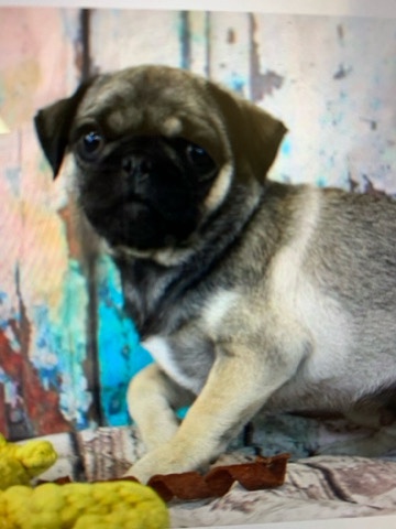 Pug – Max Sable Pug pup ACA