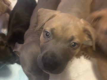 Labrador Retriever – cookie-female – Hamilton