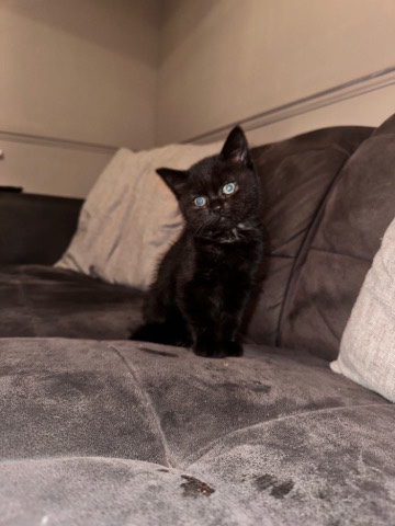 British Shorthair – Beautiful british short hair male kitten