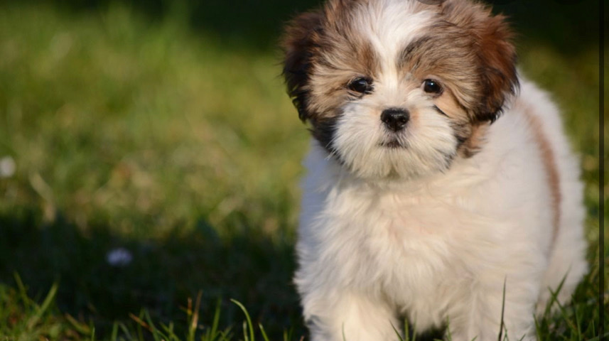 Lhasa Apso – PUPPY WANTED ASAP