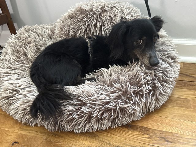 Dachshund – Meet Lucky: Sweet Senior Looking for a Calm, Loving Home – St. Louis