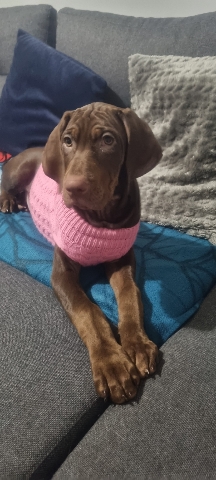 Vizsla – Vizmaraner x Viszla female