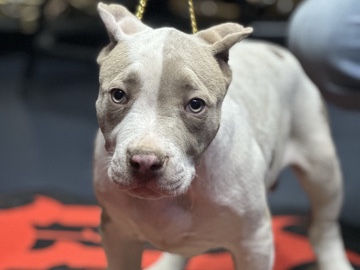 American Pit Bull Terrier – XXL female AMERICAN  BULLY – Orange