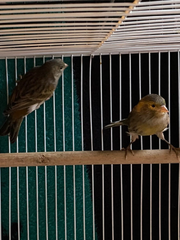 Canaries