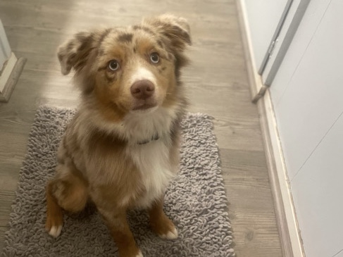 Australian Shepherd – Mini Australian Shepherd