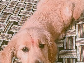 Golden Retriever – golden retriever – Ghaziabad